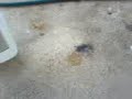 KMnO4, aluminium, sugar and sulfuric acid KMnO4, aluminium, sugar and sulfuric acid