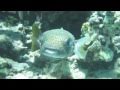 Antigua's Best Beach Snorkeling: Snorkeling from ...