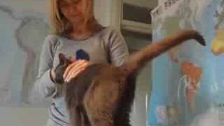 Russian Blue Cat loves grooming