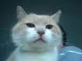 my cat can talk