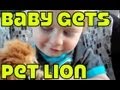 Baby Gets Pet Lion(3 days ago)