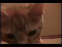 videos de Kats!