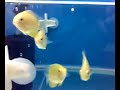 Cichlid-Golden Severum