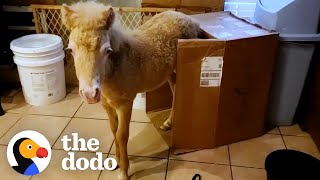 Baby Horse Moves Into Rescuer's Kitchen And Becomes Tiny Bucking Bronco | The Dodo Little But Fierce by The Dodo