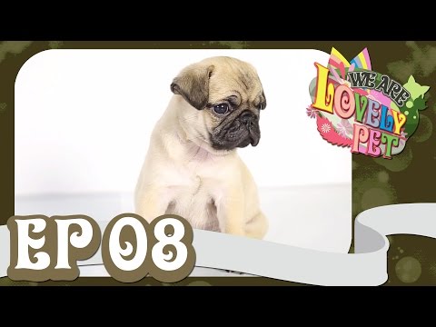 pet -
