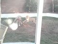 Kona and Torque Pitbull Fighting Kona and Torque Pitbull Fighting