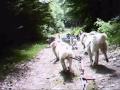 Chien de traîneau sur terre