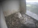 De Mortel 2 mei: S2 met steentjes in de weer De Mortel 2 mei: S2 met steentjes in de weer