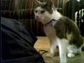 Stormie and the Magical Bag