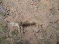 Fourmis asiatiques Fourmis asiatiques