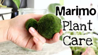 Marimo Moss Ball Plant Care Tips & Tricks  Mar