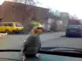 Korelák Cory, prostě miluje jízdu autem, více na http://www.rucnedokrmenipapousci.wbs.czKakadu cockatoo žako kongo Congo amazoňan amazona agapornis alexandr malý Alexander small velký the great čínský Chinese pink ara aratinga sun zlatý gold Barnard collar Eklektus Eclectus mníšek šedý Quaker Parrot blue Nandej Neoféma parrot papoušek Nestor kea korelka korela cockatiel korely andulka budgerigar andulky Budgerigars Pyrura Kakariki rosela Yellow Rosella Eastern lutino lutin Pennant Mutation