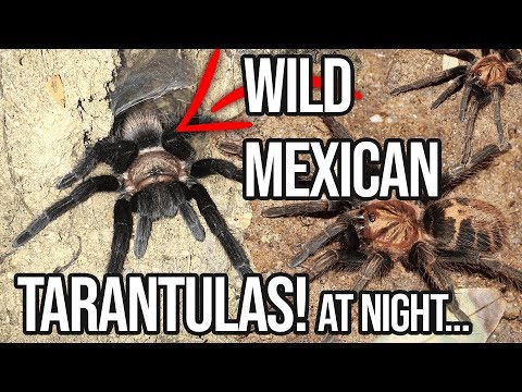 YouTube reptile video