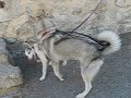 Canook et border collie