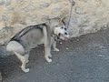 Canook et border collie