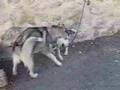 Canook et border collie