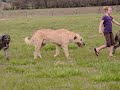 Irish Wolfhound