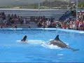 Marineland Mallorca - Dolphinshow