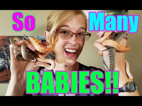 YouTube reptile video