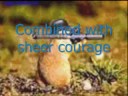 E-UK Paratrooper recruitment E-UK Paratrooper recruitment