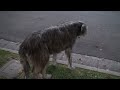 2008-10-22 Louie\