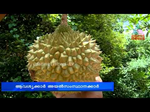 how to harvest durian