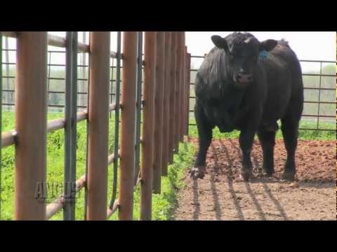 Angus - This week we discuss some key tips to keep in mind before buying your next Angus bull, the rising demand for branded beef, traceability and trade, and the fa...