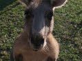 Kangaroo Feeding