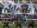 racehorses racehorses