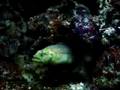 Green Fox Eel