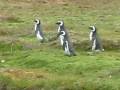 videos de March of the Magellanic Penguins