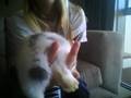 videos de Benji The Baby Bunny!