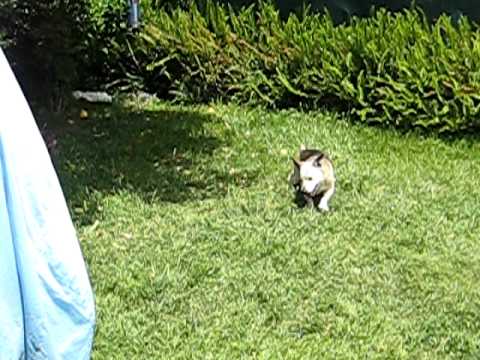 how to treat nystagmus in dogs