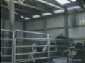 animals fucking animals fucking