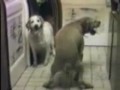 gwar-fucking-an-animal.html