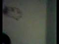 videos de Sushi - the cute little Hamster