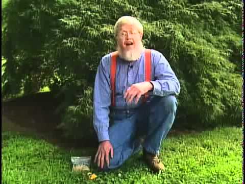 how to eliminate clover from a lawn