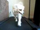 Truffle at the gym for a little workout Truffle at the gym for a little workout
