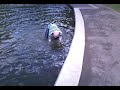 jim contends with nn3 ducks