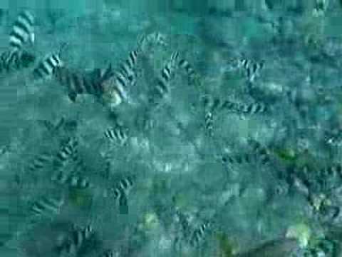 Ogasawara Video of Fish