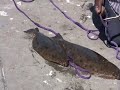 Halibut fishing Halibut fishing