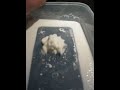 Oobleck 1 Oobleck 1