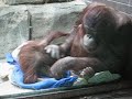 Baby orangatang/orangatan and mom (funny) Baby orangatang/orangatan and mom (funny)