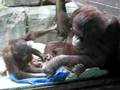Baby orangatang/orangatan and mom (funny)