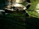 Turtle Life