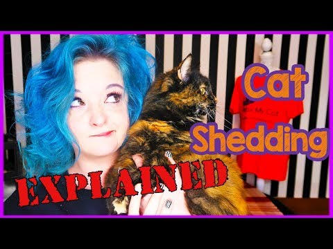 Why is My Cat Shedding Fur? Reasons Why Your Cat May Be Shedding Their Hair and How to Tackle it!