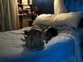 videos de My Puppy