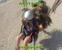AYTEN' S TANDEM PARAGLİDİNG & MICROLIGHT ADVENTURE AYTEN' S TANDEM PARAGLİDİNG & MICROLIGHT ADVENTURE