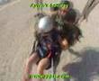 AYTEN' S TANDEM PARAGLİDİNG & MICROLIGHT ADVENTURE
