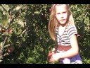 Picking Apples at Behling Orchards Picking Apples at Behling Orchards